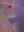 red_ufo