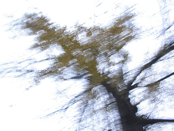 Chirlibirli_tree_again_by_FiLH.jpg