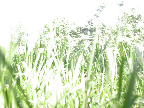 White_Grass.jpg